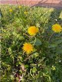 Veranstaltungsbild SG NORDHÜMMLING / Wir besuchen Befis Naturgarten