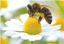 Veranstaltungsbild SG LATHEN/LATHEN/Ein Nachmittag mit Bienen