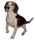 Veranstaltungsbild SG WERLTE/ WERLTE/ Hier kommt ein Hund – Na und? Sichere Begegnungen zwischen Kindern und Hunden