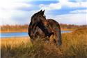 Veranstaltungsbild SG NORDHÜMMLING / BOCKHORST / Ponyreiten