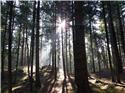 Veranstaltungsbild SG WERLTE/ VREES/ "Wald-Meisterschaft" mit dem Förster